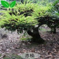 湖南赤楠50年老樁牛金子景觀樹