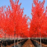 美國紅楓致力于裝扮出唯美的景色