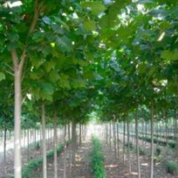 10公分法桐11公分法桐