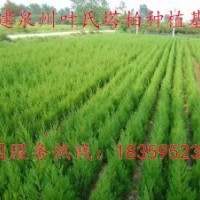 福建塔柏 福建塔柏樹 福建塔柏供應(yīng) 福建塔柏供應(yīng)價(jià)格 莆田塔柏