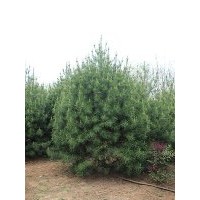 供應4.5米白皮松 樹形好 土質(zhì)好