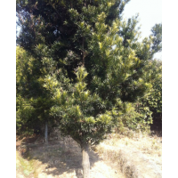 供應(yīng)5公分羅漢松、批發(fā)6公分、7公分、8公分羅漢松