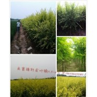 自家苗矮桿金葉榆2-6公矮桿金枝槐3-6公分，北美海棠