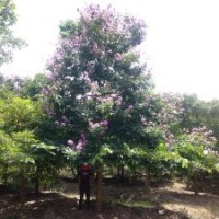 廣東省大葉紫薇苗木