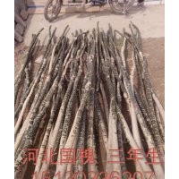 常年供應(yīng)各種喬灌木