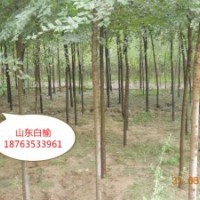 三倍體毛白楊，泡桐，臭椿，紅葉椿，榆樹，金葉榆