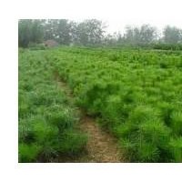 供應(yīng)5年生營(yíng)養(yǎng)杯白皮松小苗