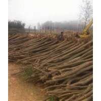 甘肅國槐|批發(fā)|供應(yīng)|價格