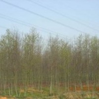 供應(yīng)胸徑12公分楓香價(jià)格 14公分楓香價(jià)格 楓香價(jià)格