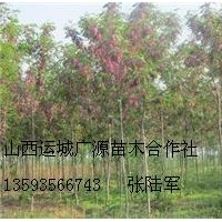 3、4公分優(yōu)質(zhì)香花槐大量低價(jià)優(yōu)惠出售