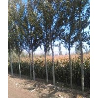 8-10公分新疆楊