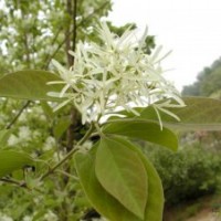 流蘇樹(shù) 流蘇小苗 嫁接桂花用苗