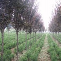 紅葉李價格，紅葉李價格細說