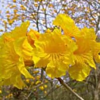 供應風鈴木 黃<紅>花風鈴木 桃花芯樹苗 鴨腳木 桉樹苗