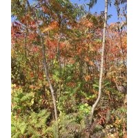 河北優(yōu)質(zhì)火炬 欒樹 五角楓