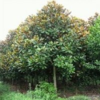 常年供應(yīng)8公分廣玉蘭價格，9公分13公分廣玉蘭價格 廣玉蘭價格