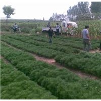 白皮松小苗價(jià)格 白皮松價(jià)格 5年白皮松價(jià)格