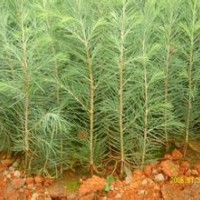 營養(yǎng)袋雪松苗