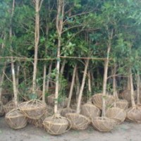 處理6公分桂花，專(zhuān)賣(mài)6公分桂花