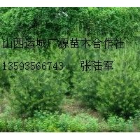 白皮松大量低價出售1-1.5米白皮松