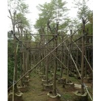 大量供應(yīng)苗木