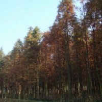 4公分水杉價格，5公分水杉價格，6公分水杉價格