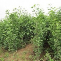 供應各種規(guī)格銀杏