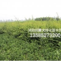 火棘苗價(jià)格，火棘苗批發(fā)價(jià)格，火棘基地【量大價(jià)低】