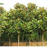 廣玉蘭 ，廣玉蘭苗，大廣玉蘭供應直徑3-5-6-8-10-12-15公分