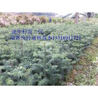 杉苗最新批發(fā)價(jià)格 組培速生杉苗供應(yīng)商