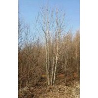 出售工程苗木、造林用苗青白仟,云杉,水曲柳