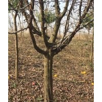 河南東潤木瓜樹正在熱銷