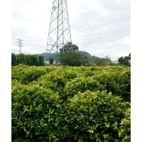 供應(yīng)紅花紫荊，小葉欖仁、黃槐、藍(lán)花楹、鳳凰木