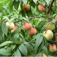 供應(yīng)桃樹(shù)苗 毛桃苗 山桃苗