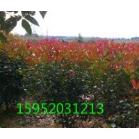 冠幅2米紅葉石楠球價格多少