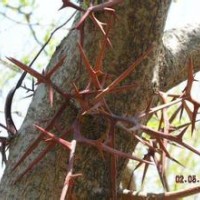 山西皂角樹(shù)價(jià)格