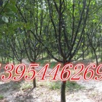 臨沂木瓜苗 臨沂木瓜苗基地