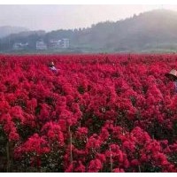 美國紫薇：紅火箭丶紅火球丶紅葉紫薇