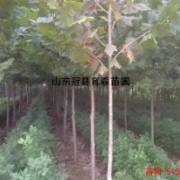 供應3-8公分桃樹，梨樹，蘋果，山楂，葡萄，柿子，石榴