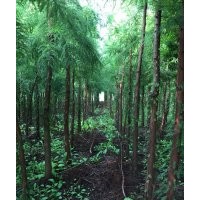 經(jīng)營(yíng)池杉，落羽杉，紫薇，紫葉李，草坪等苗木