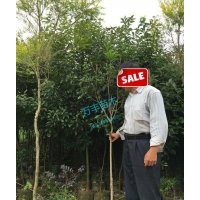 供應(yīng)樟樹（袋苗)