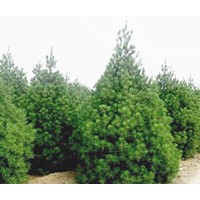 長(zhǎng)期供應(yīng)藍(lán)田3米白皮松