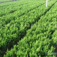 金葉女貞、紅葉小檗、龍柏球、蜀檜球、金邊黃楊