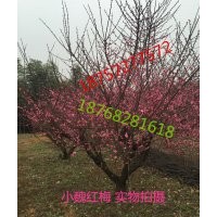 出售嫁接骨里紅 紅梅