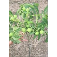 3公分核桃苗價格＿6公分核桃樹苗