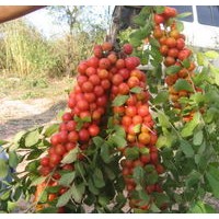 鈣果苗出售、鈣果苗大量批發(fā)