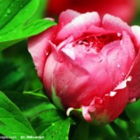 鈣果苗，菊花苗，牡丹苗