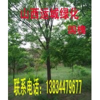 供應(yīng)核桃苗