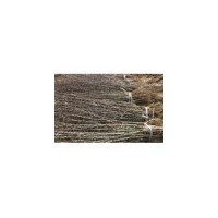 供應(yīng)皂角苗 我處現(xiàn)可供一年至三年皂角苗80萬(wàn)