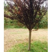 長年供應(yīng)花灌木 紫葉李,紫薇（百日紅）,西府海棠